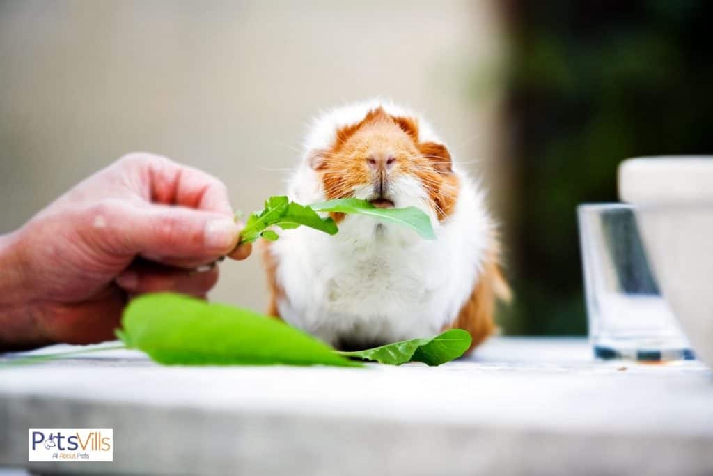a guinea pig eating spinach