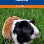 a guinea pig that living outside