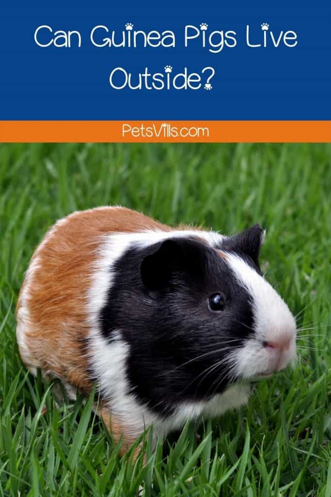 a guinea pig that living outside