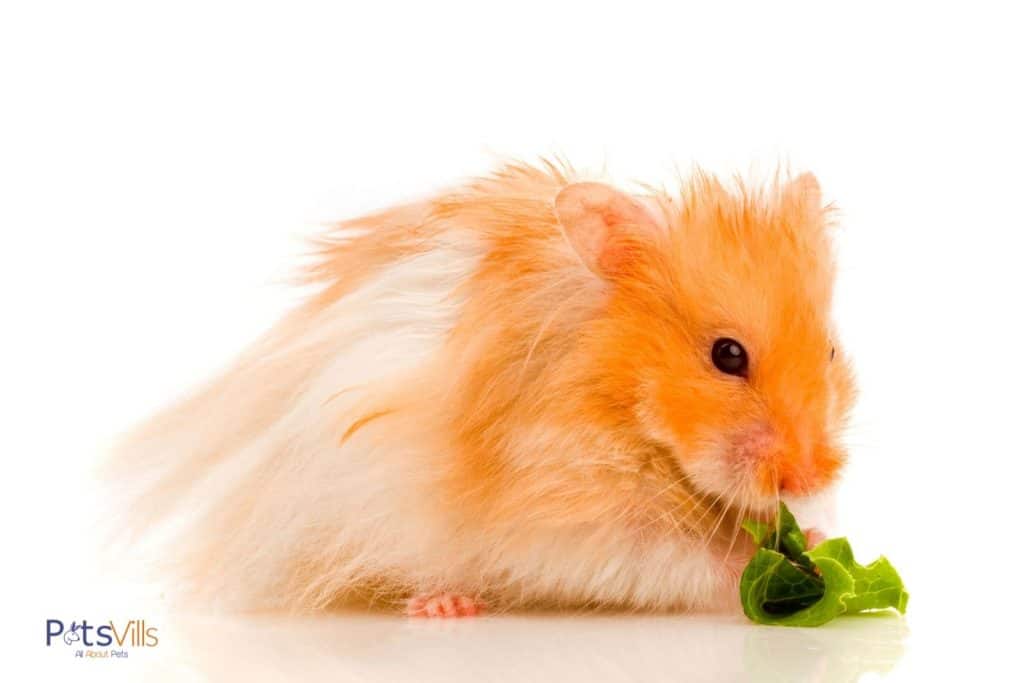 a hamster trying to eat spinach, can hamsters eat spinach