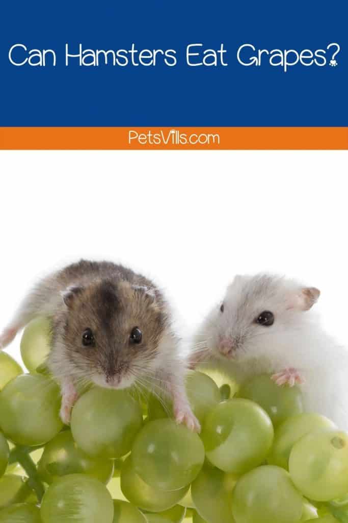 a pair of hamsters trying to eat grapes, can hamsters eat grapes