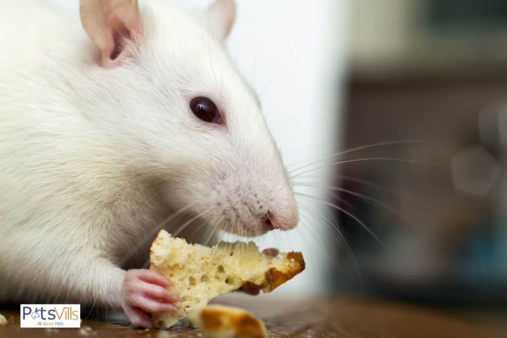 a hamster eating bread, can hamsters eat bread
