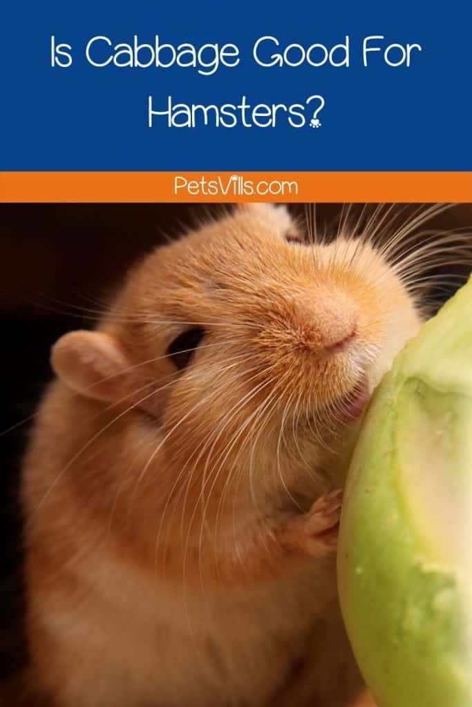 a hamster trying to eat cabbage, can hamsters eat cabbage safely?