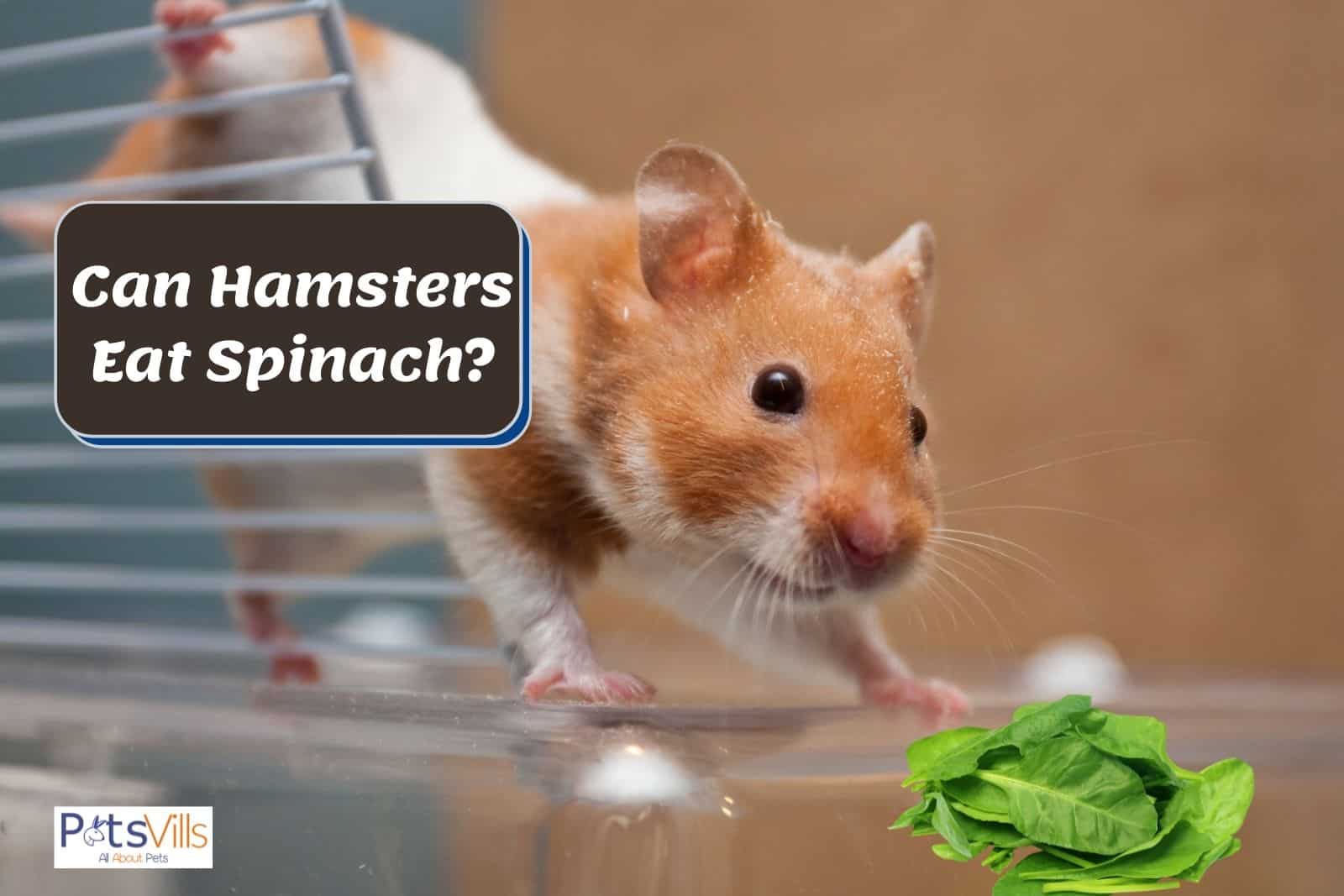 hamster eating spinach, can hamsters eating spinach