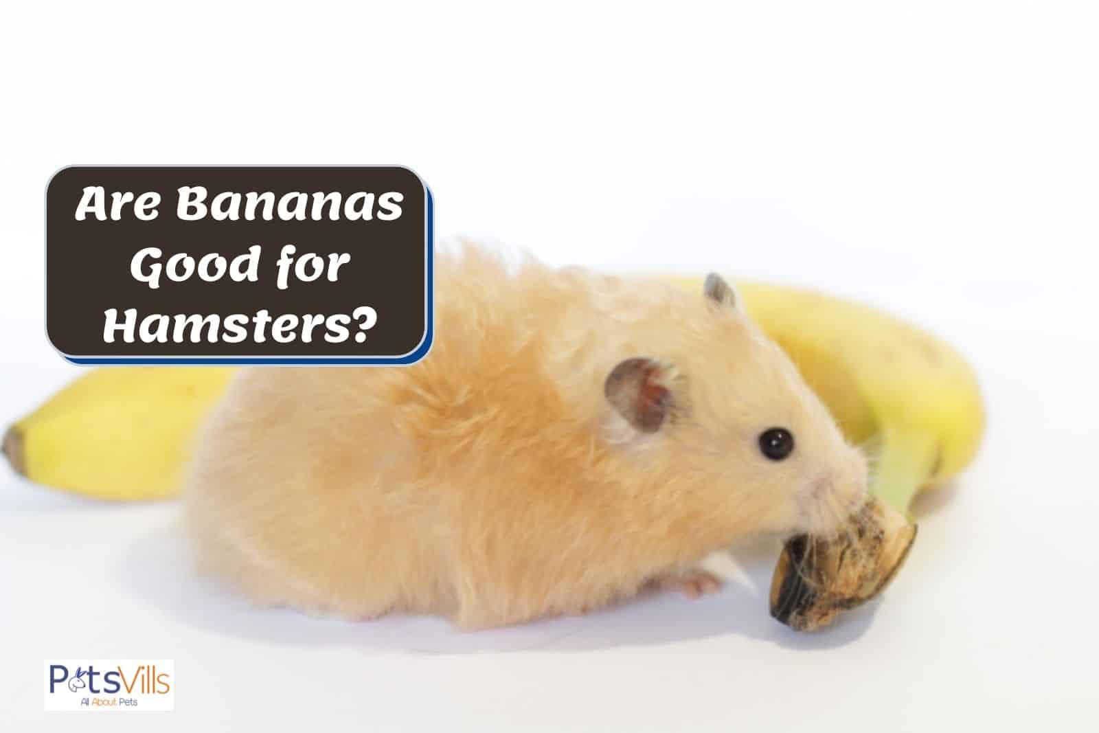 a hamster is eating banana, can hamsters eat bananas