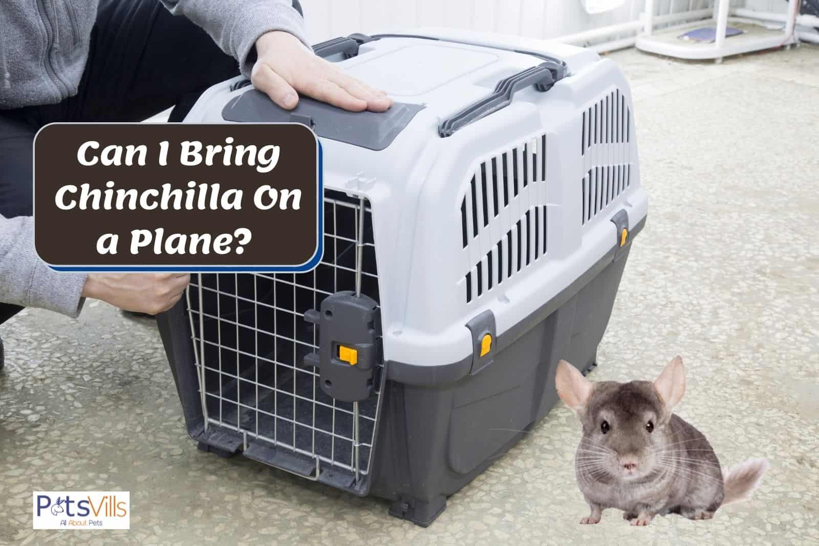 a carrier for a chinchilla: so, Can I Bring a Chinchilla On a Plane?