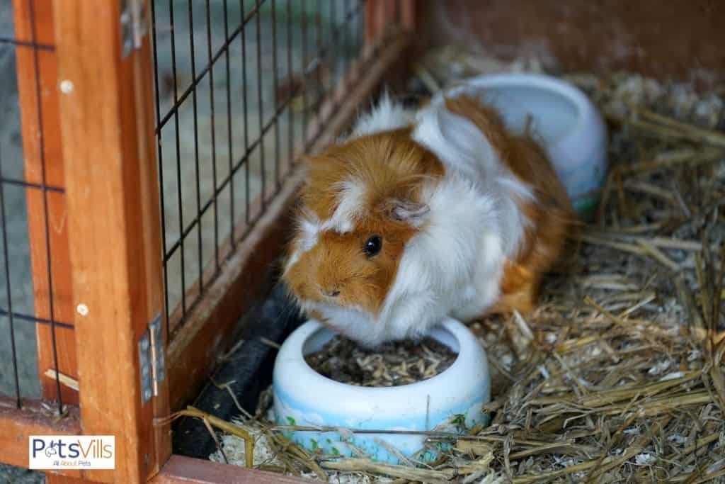 a guinea pig outside the house, can guinea pigs live outside
