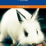 a rabbit eating food, can rabbits eat chinchilla food