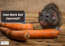 Are Carrots Safe for Rats? (Feeding Guide)