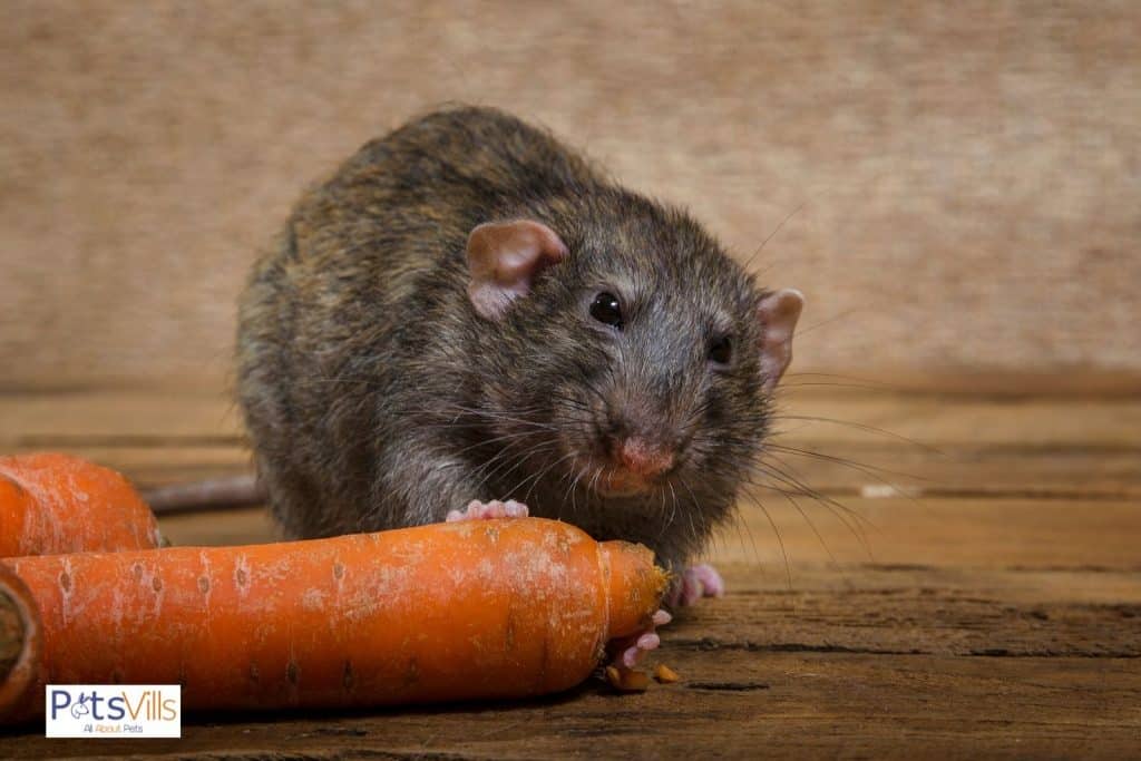 a rat is trying to eat a carrot, can rats eat carrots safely?