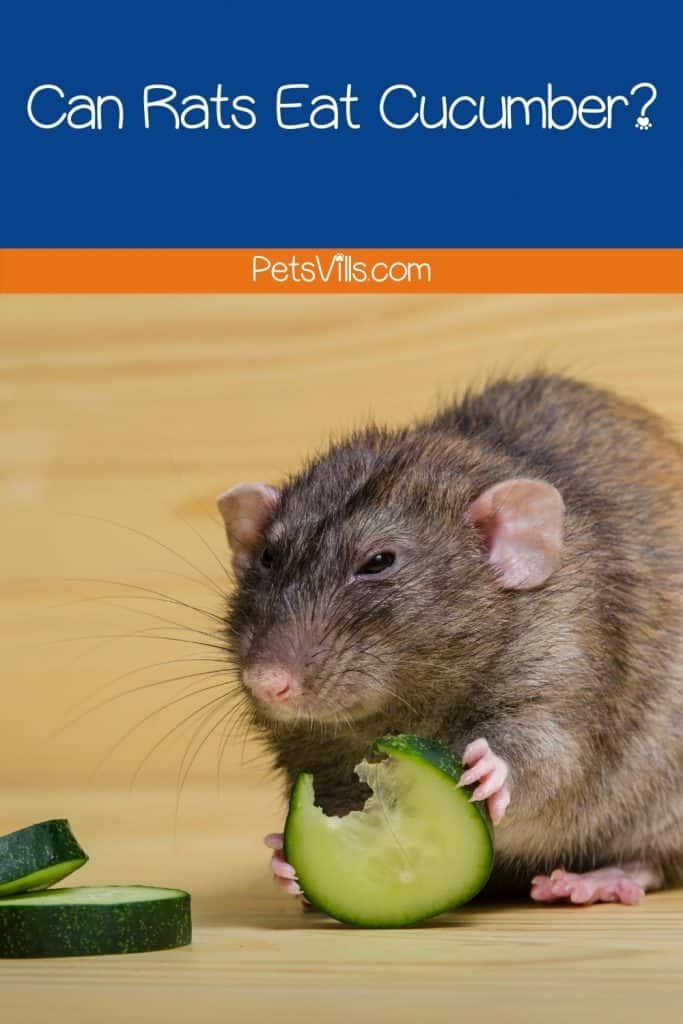 a rat is eating cucumber