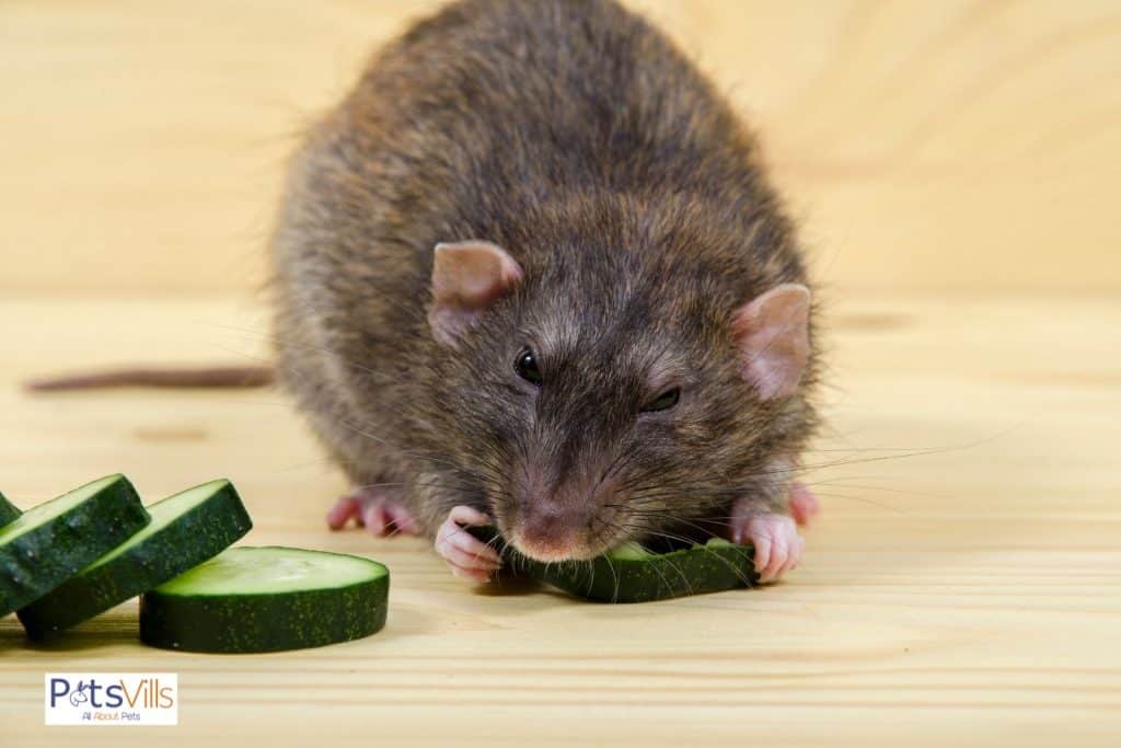 a rat is eating cucumber but can rats eat cucumber safely?
