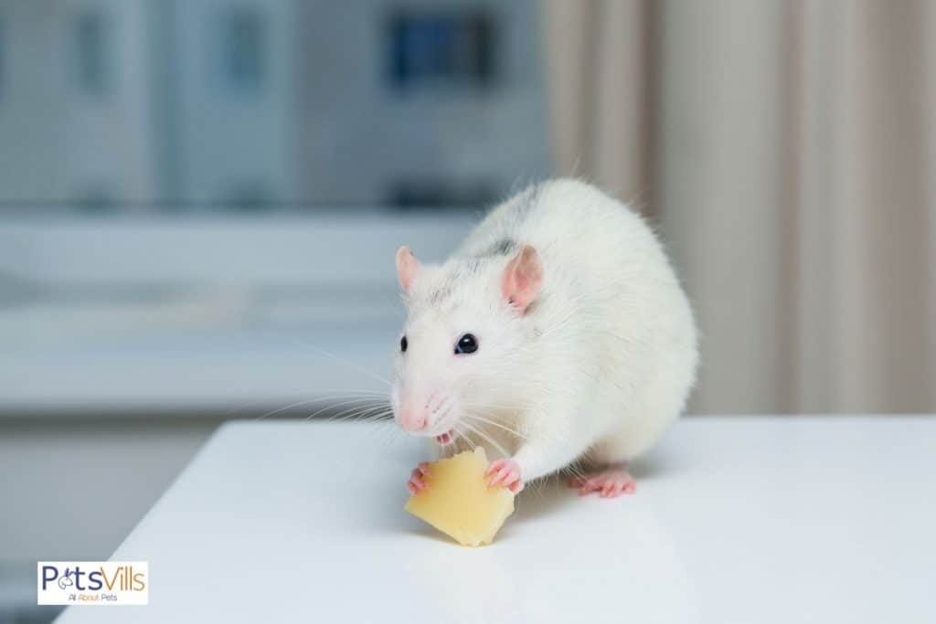 a rat eating pineapple, can rats eat pineapple safely?