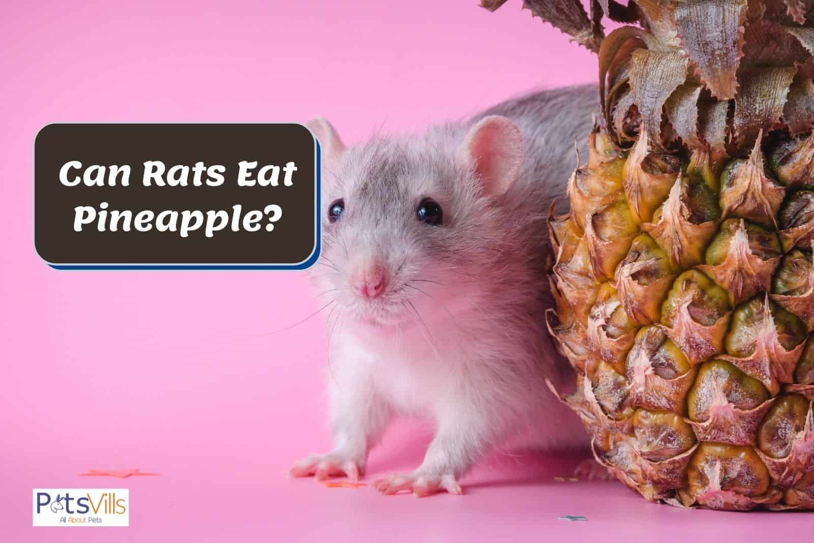 grey rat beside a pineapple so can rats eat pineapple?