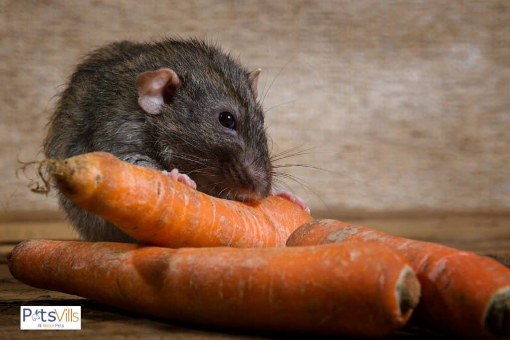a rat is eating uncooked raw carrots