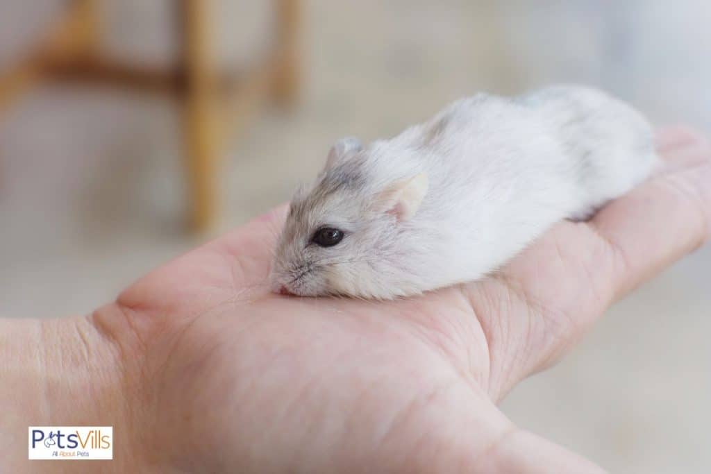 a hamster at owner's hand, hamsters vision