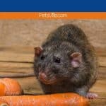 a rat is trying to eat carrot, can rats eat carrots