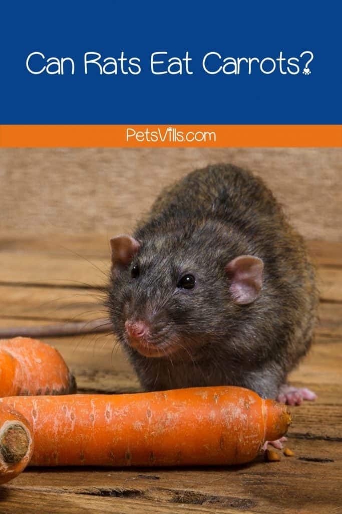 a rat is eating carrot, can rats eat carrots