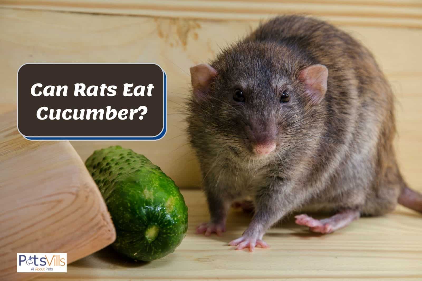 a rat is eating cucumber, can rats have cucumber