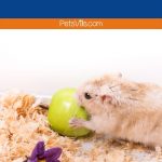 a hamster eating apple