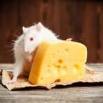 a rat is eating cheese