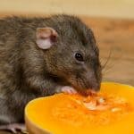 a car eating pumpkin, can rat eating pumpkin