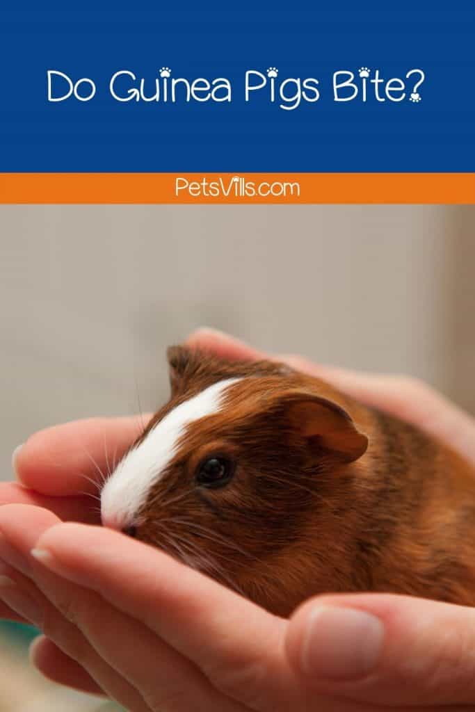 a guinea pig in women's hand