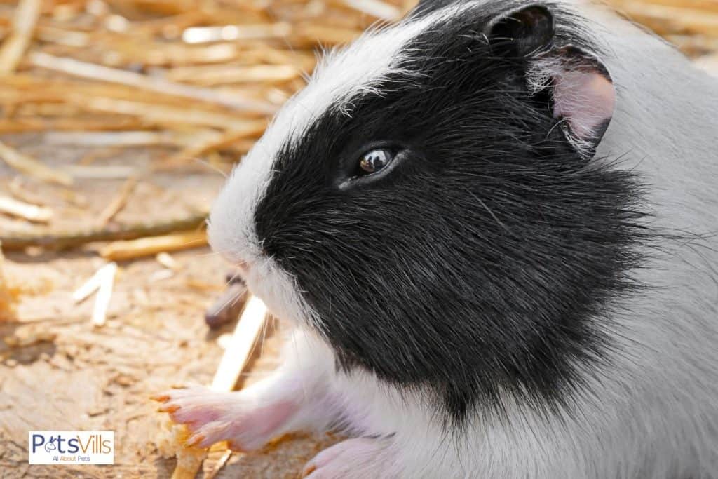 a black and white guinea pig, do guinea pigs blink eye