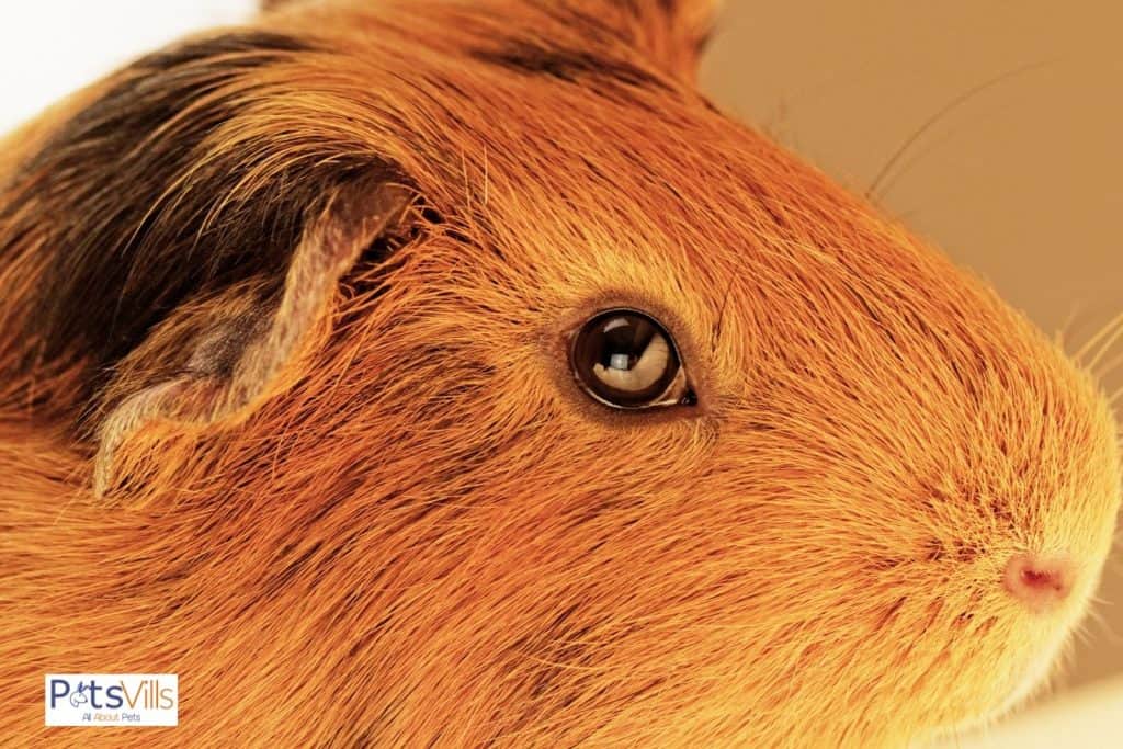 a guinea pig with eyes open