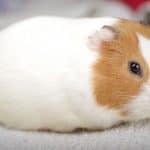 a cute guinea pig