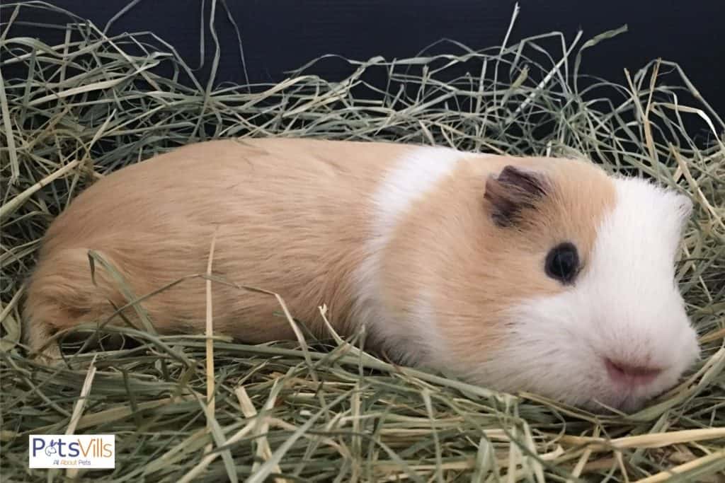 a guinea pig sleeping with eyes open