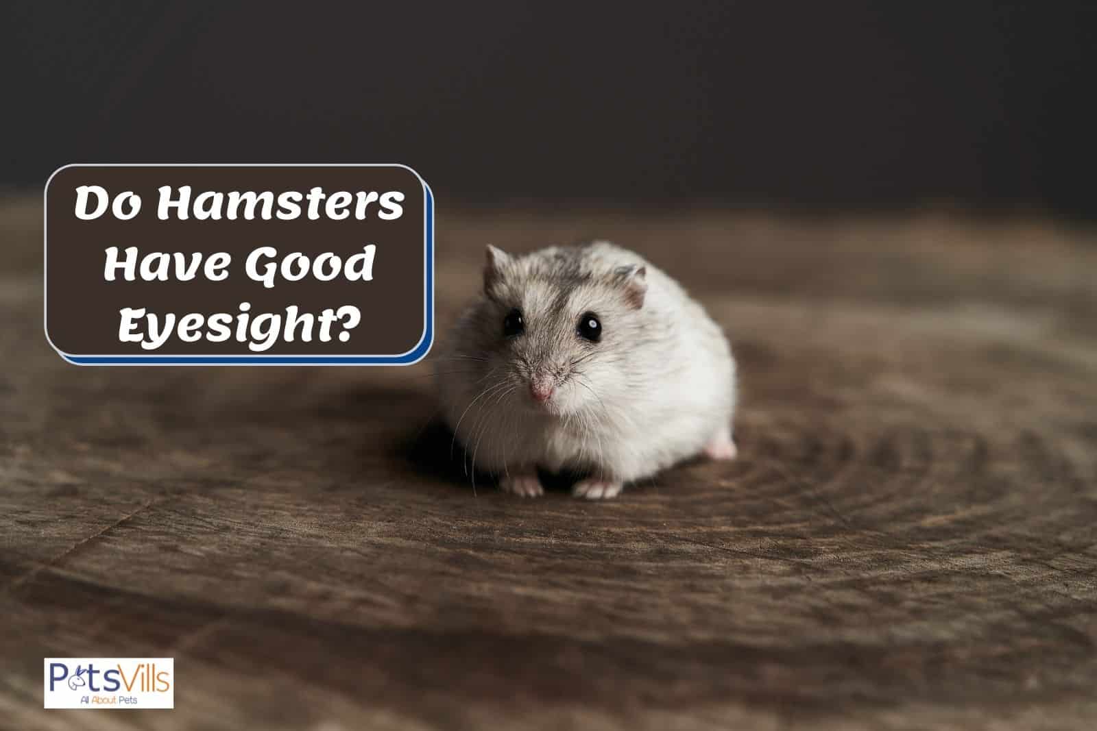 a white hamster, do hamsters have good sight