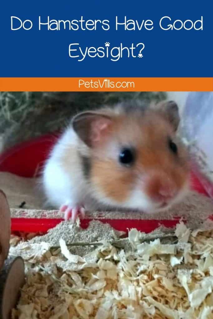 a hamster staring at food