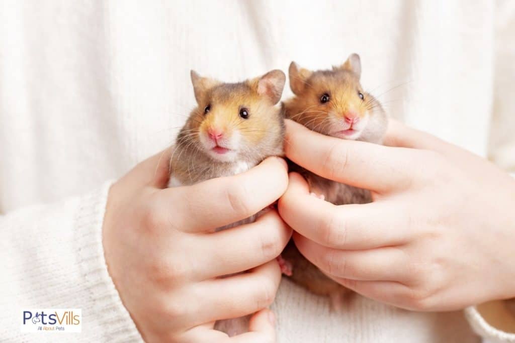 hamsters in lady's hands, do hamsters have good vision?
