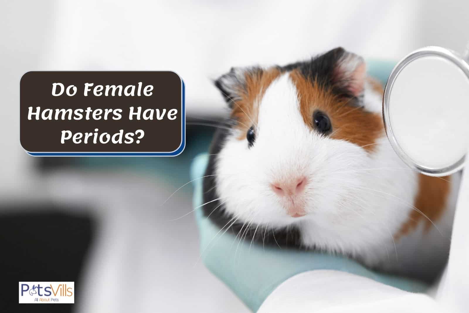 doctor checking the hamster but do female hamsters have periods?