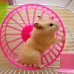 a hamster enjoying using wheel