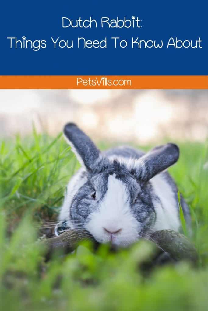 a dutch rabbit with grey pattern
