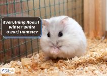 Everything About the Winter White Dwarf Hamster