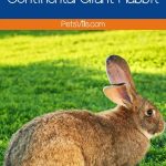 a continental giant rabbit at park