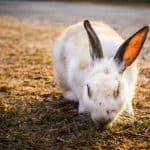 a cute rabbit eating hay