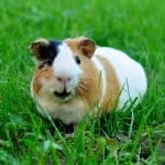 a guinea pig eating grass, how long do guinea pigs live