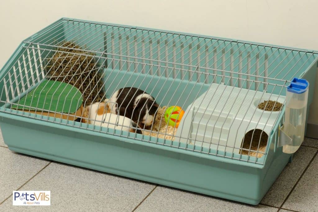 a guinea pig cage, are guinea pigs good pets for kids