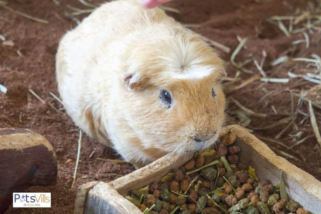 a cute guinea pig eating food, are guinea pigs good pets for kids