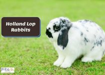 Everything You Need to Know About Holland Lop Rabbits