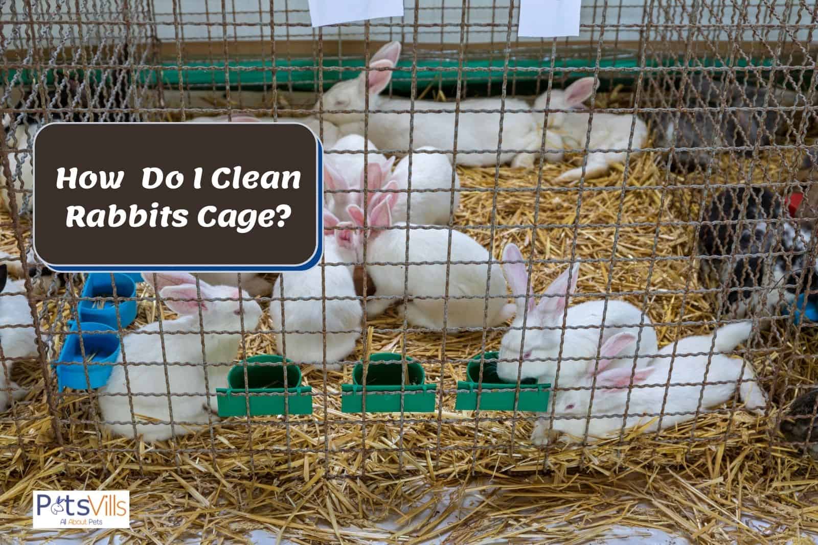 cage full of rabbits: how to clean rabbits cage properly