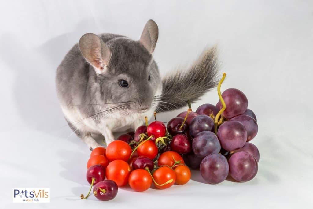 a chinchilla eating healthy food to grow their size maximum