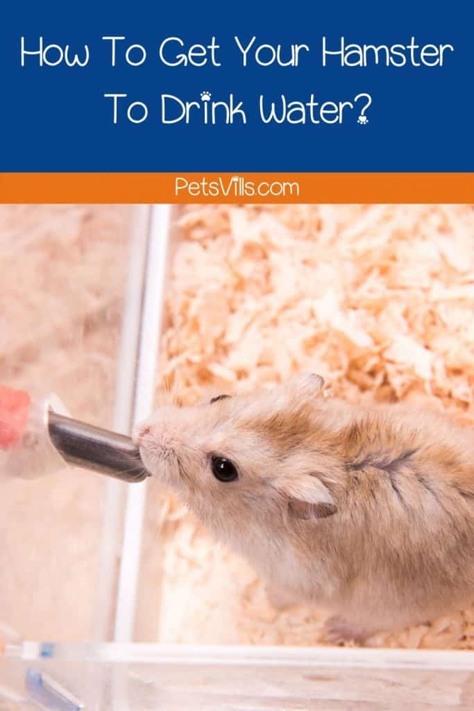 a hamster drinking water from bottle