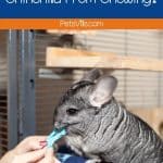 a women trying to stop chinchilla from chewing