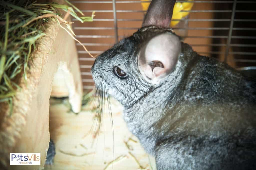 a chinchilla at front of his cage