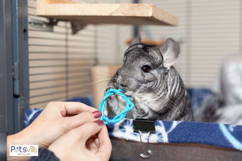 an owner checking chinchilla that's chewing his toy